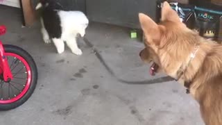 Puppy walks canine buddy on leash