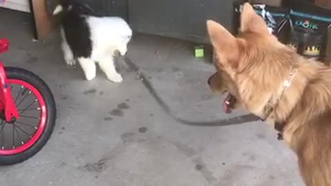 Puppy walks canine buddy on leash