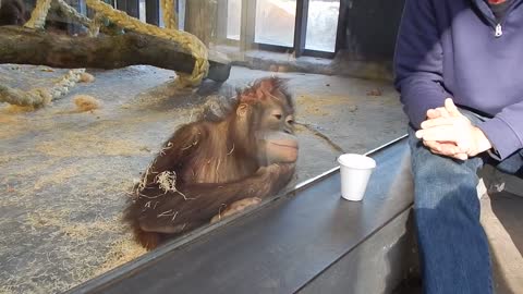 Orangutan Fooled By Cool Magic Trick!