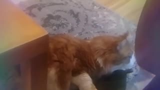 Cat absolutely obsessed with owner's shoes