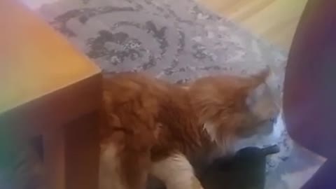 Cat absolutely obsessed with owner's shoes