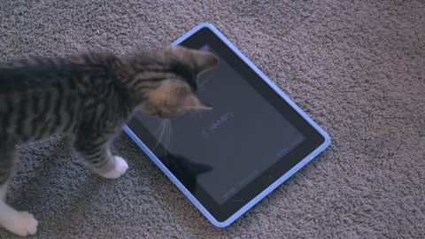 How cats play with ipad.