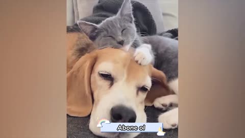 Funny animal videos latest