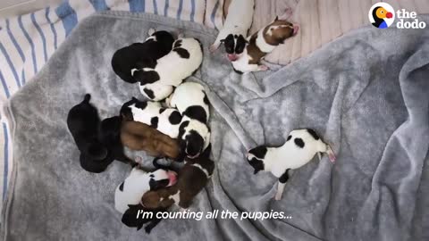 Pregnant Dog Raises An Incredible Amount of Puppies The Dodo Foster Diaries