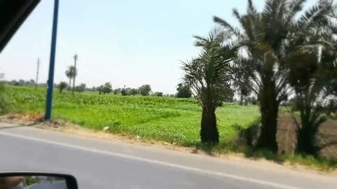 Tourist Records His Trip In Faiyum Green Grass Day