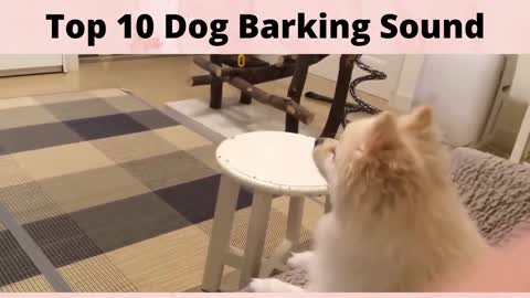 Top 10 Dog Barking Sound