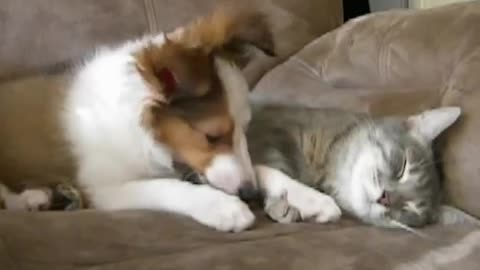 dogs videos cat and dogs funny videos Annoying Sheltie #Viralfunnychannel
