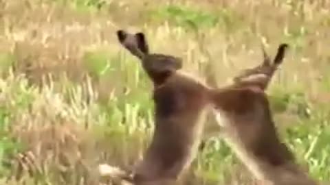 Cute and Fun Animals: Wild rabbits fighting in the jungle #shorts #shortsvideo #cute #animals