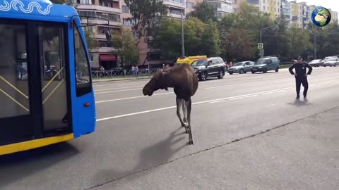 How the police caught a moose in Moscow