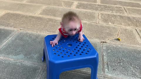 Monkey Baby Tom - monkey tom competes for the dog tom's chair