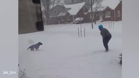 Dogs Reacting to First Snow - Try Not To Laugh