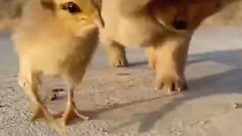 Cute puppy and chicks are playing together