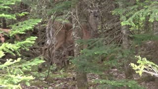 Newborn fawn deer and mother doe