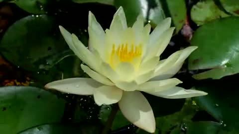 Time lapse of a white water lily flower