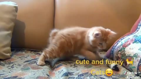 Watch this #Catslover #funny cats