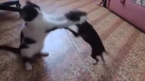 What a funny clip dog vs cat