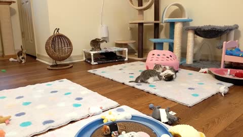 Cute cats is play time in the kitten room