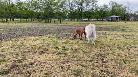 German Shepherd Attacks Pitbull OFF LEASH DOG PARK Part 1