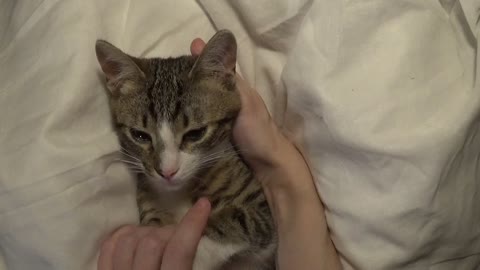 Cute Little Cat Shows His White Socks