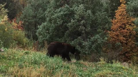 Just a bear doing bear things 🤷‍♂️