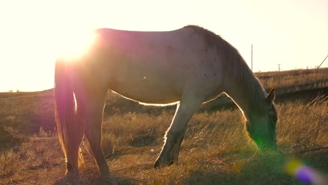 Beautiful horse eating grass on sunny summer evening on meadow