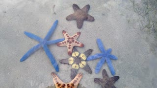 star fish for your eyes