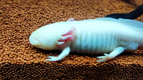 Axolotl(amphibians)