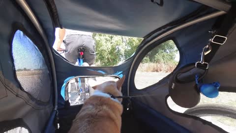 Morning Bike Ride with Isaac the Corgi