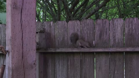 squirrel vs rat