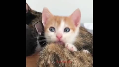 So many cute kittens videos compilation