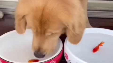 The dog is changing water for his goldfish.