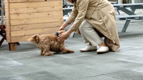 The dog was very happy to meet its owner so cuts dogs