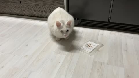 A cute white cat opening a snack bag and stealing it