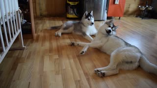 Puppy Husky requires attention from his older brother