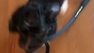 Black curly hair dog walks over to owner with black leash