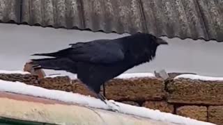 Raven Imitates a Dog Barking