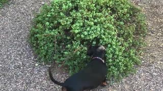 Dog thinks hes catching lizards