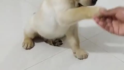 Shake hand puppy training How to train dog Chiku BhuBhu The Labrador Retriever