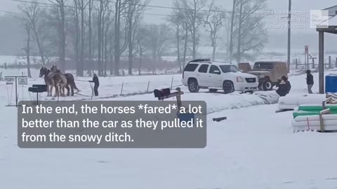 Horses vs suv amish style