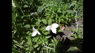 Love Times A Trillium Wild Trillium Plant May 2021