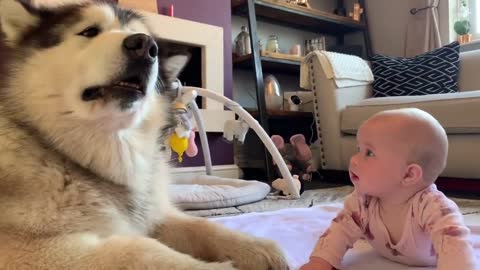 Giant dog wants to play with baby