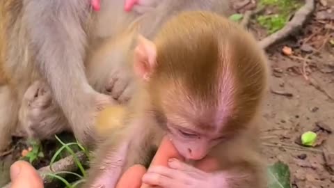 Baby monkey enjoys sucking fingers 2