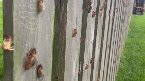 Cicadas Cover Yard in Missouri