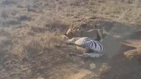 Nairobi national park lion hunt Zebra