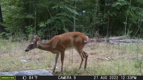 Doe enjoying Deer Kane