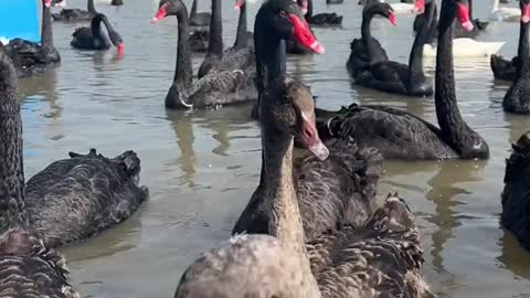 The black swan