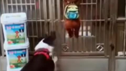 smart dogs cute and funny letting themselves out without owners knowing