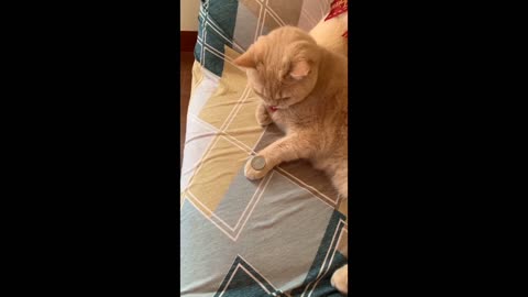 CAT MIMICS OWNER'S COIN TRICK | PALYING WITH CAT #cat