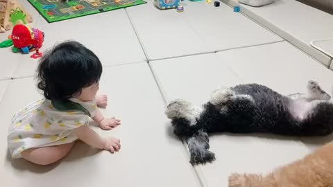 A puppy playing with a baby.