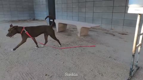 Cute Dogs video